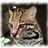 @ocelot2dot0